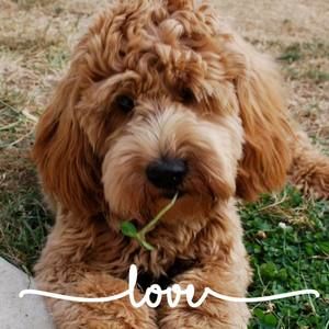 Meet your Posher, Ann